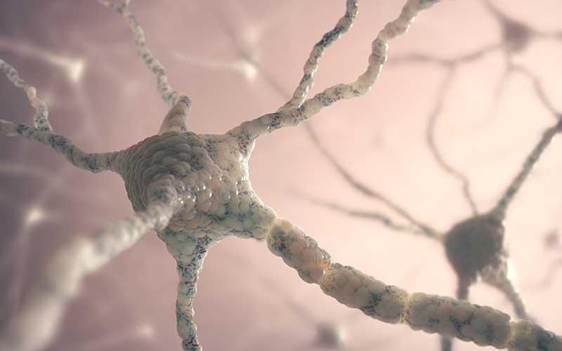 definiciones de partes de neuronas