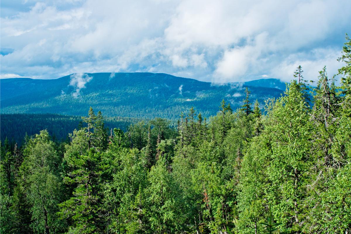Купить Тайгу В Пермском Крае