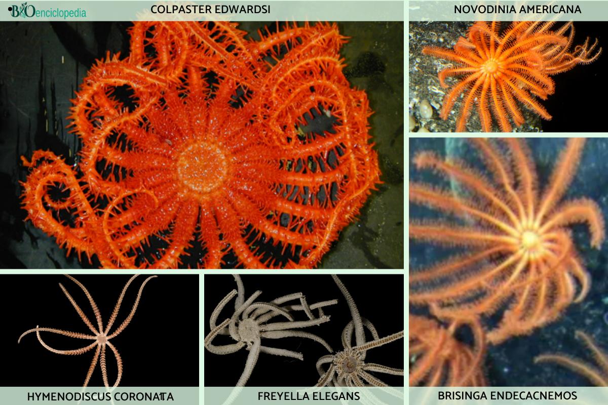 45 tipos de estrellas de mar Nombres y fotos