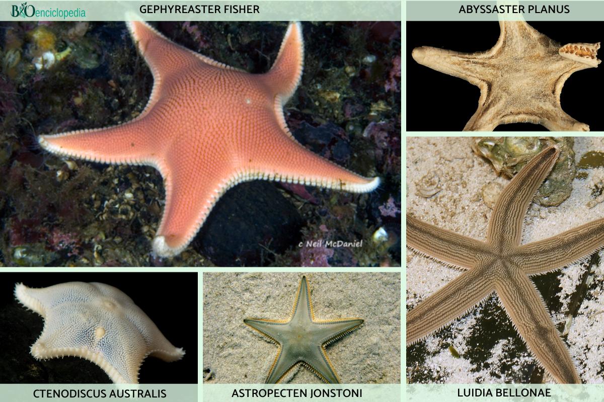 45 tipos de estrellas de mar Nombres y fotos