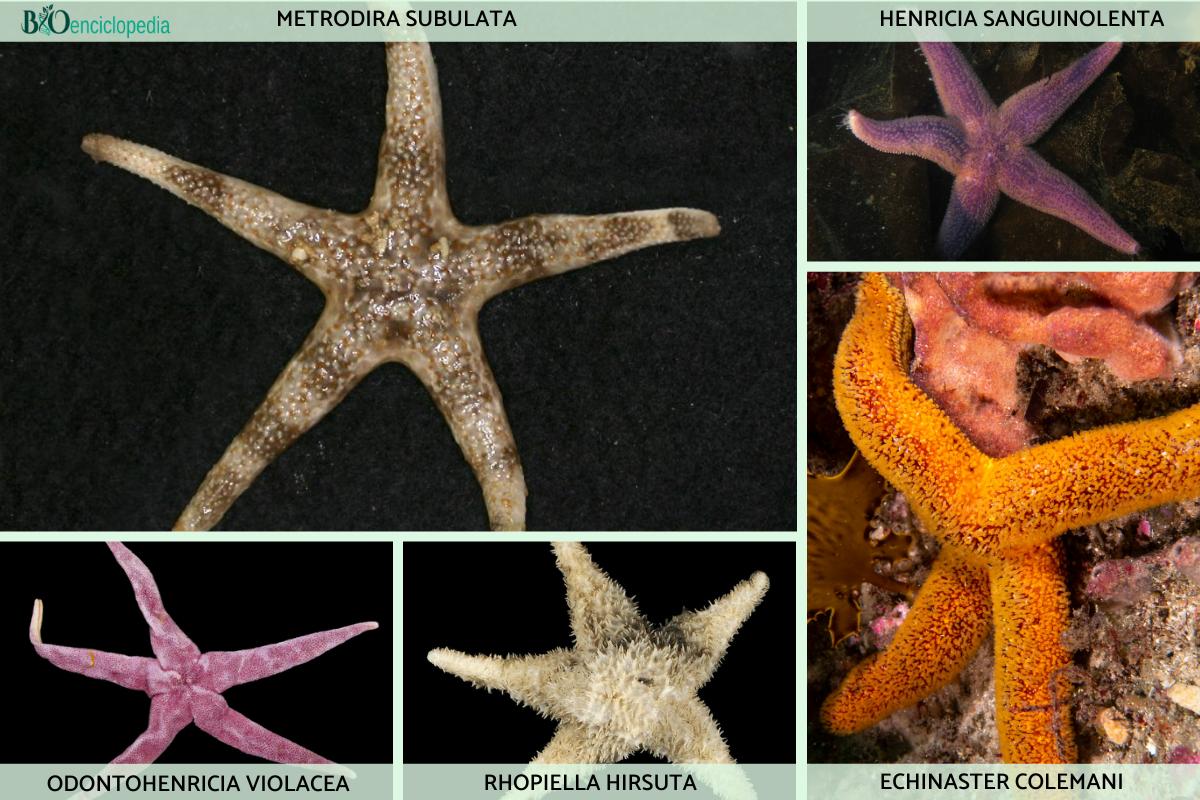 45 tipos de estrellas de mar Nombres y fotos