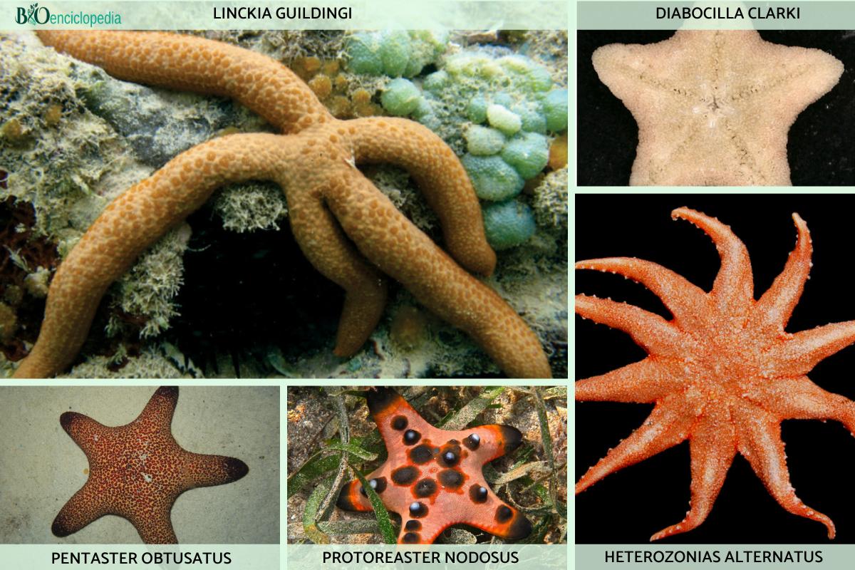 45 tipos de estrellas de mar Nombres y fotos