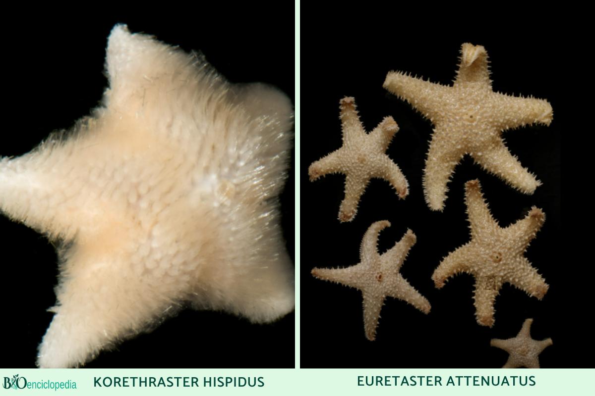 45 tipos de estrellas de mar Nombres y fotos
