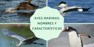 Aves marinas: nombres y características