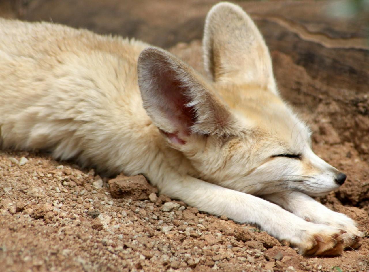 Fennec o fénec - Características, dónde vive y alimentación