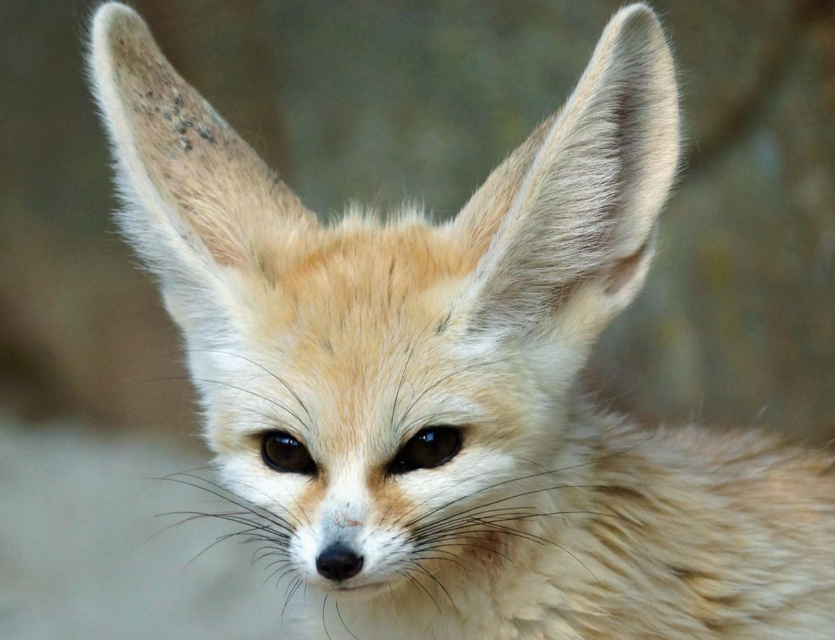 Fennec o fénec - Características, dónde vive y alimentación