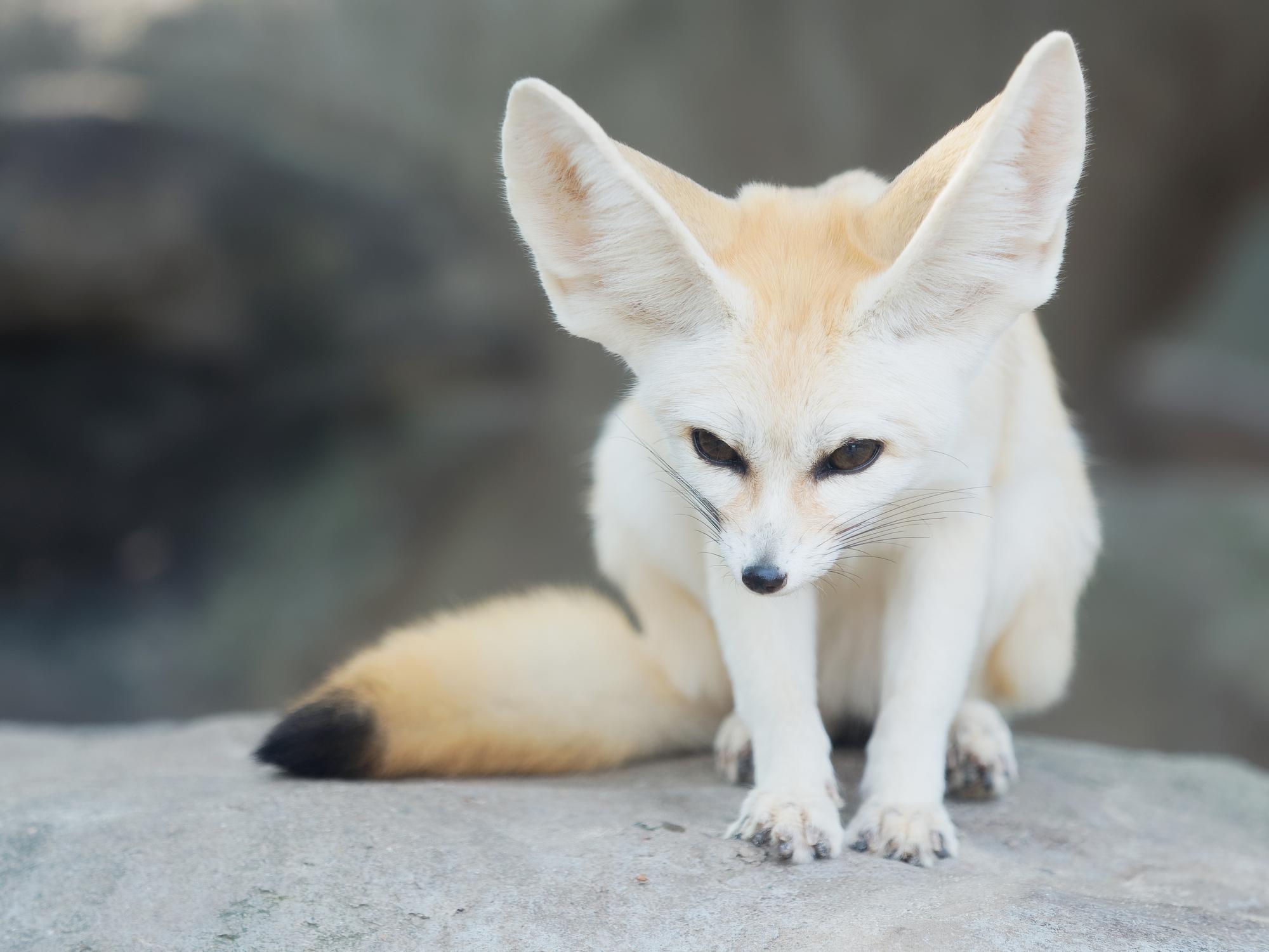 Fennec o fénec - Características, dónde vive y alimentación