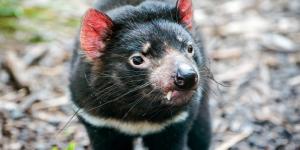 Demonio de Tasmania