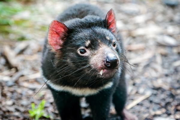 Demonio de Tasmania