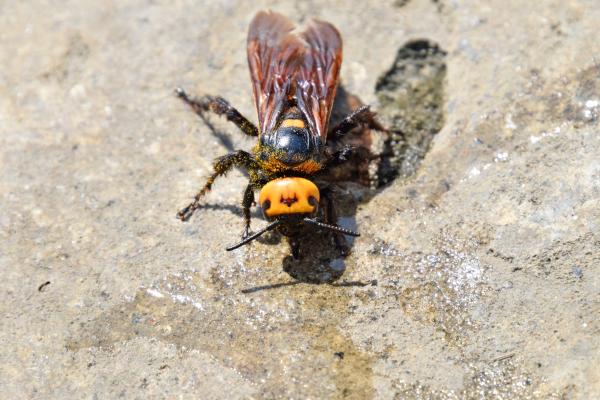 Megascolia maculata o avispa mamut - Amenazas y conservación de la avispa mamut