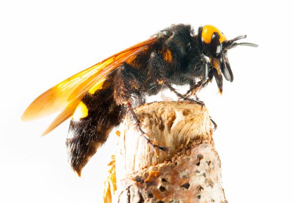 Megascolia maculata o avispa mamut - Reproducción de la avispa mamut