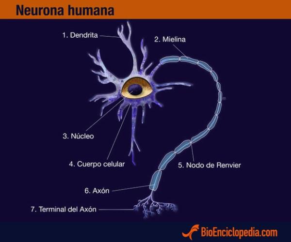 Sistema nervioso: qué es, tipos y partes - Partes del sistema nervioso humano