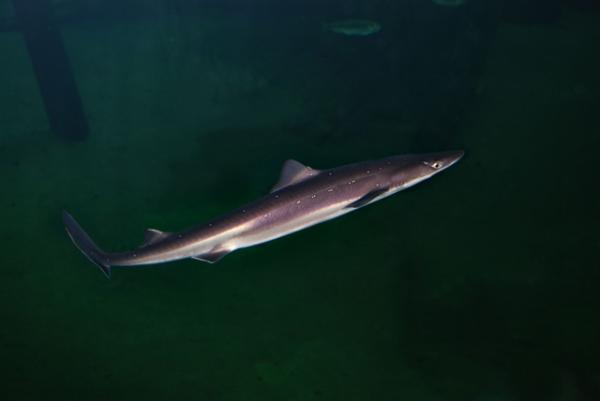 Tiburón mielga - Amenazas y conservación del tiburón mielga