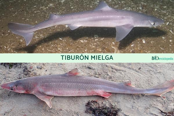 Tiburón mielga