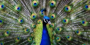 Pavo real