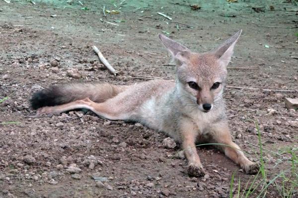 Tipos de zorros - Zorro de Bengala (Vulpes bengalensis)