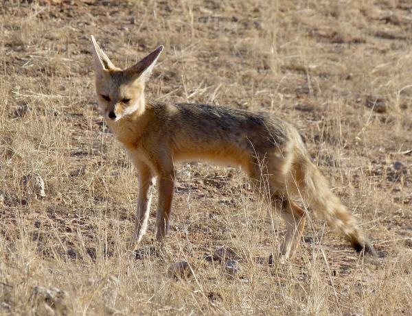 Tipos de zorros - Zorro del Cabo (Vulpes chama)