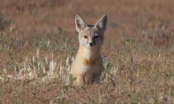 Tipos de zorros - Zorro del desierto (Vulpes macrotis)