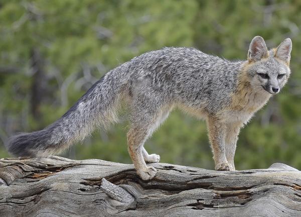 Tipos de zorros - Zorro gris (Urocyon cinereoargenteus)