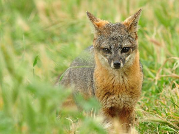 Tipos de zorros - Zorro isleño (Urocyon littoralis)