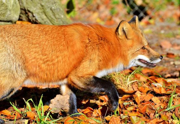 Tipos de zorros - Zorro rojo (Vulpes vulpes)