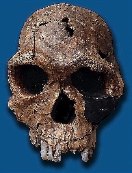 Ancestros del Ser Humano - Homo habilis 