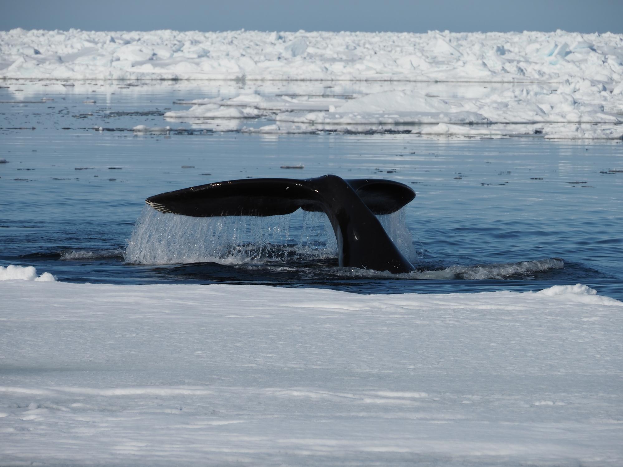 Ballena boreal - Características, hábitat y alimentación