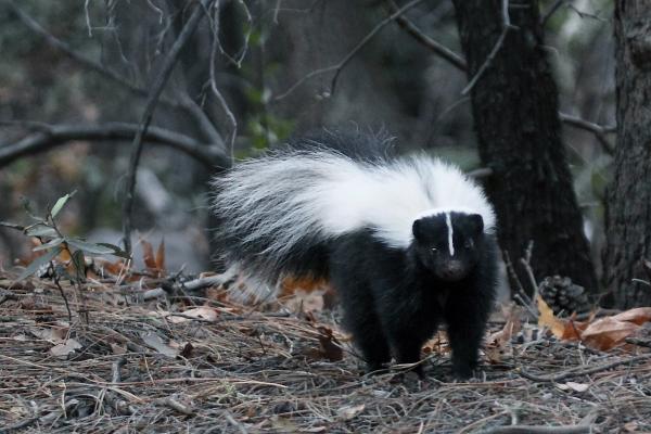 Tipos de zorrillos o mofetas - Mofeta encapuchada (Mephitis macroura)