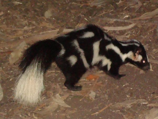 Tipos de zorrillos o mofetas - Mofeta oriental (Spilogale gracilis)