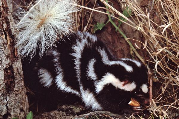 Tipos de zorrillos o mofetas - Mofeta oriental (Spilogale putorius)