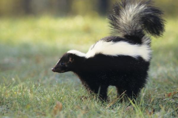 Tipos de zorrillos o mofetas - Mofeta rayada (Mephitis mephitis) 