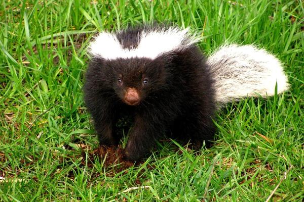 Tipos de zorrillos o mofetas - Zorrillo chingue (Conepatus chinga)