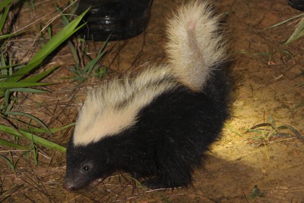 Tipos de zorrillos o mofetas - Zorrillo espalda blanca (Conepatus semistriatus)