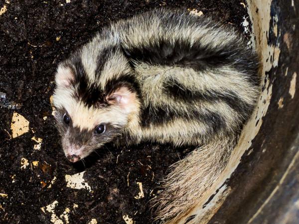 Tipos de zorrillos o mofetas - Zorrillo pigmeo (Spilogale pygmaea)