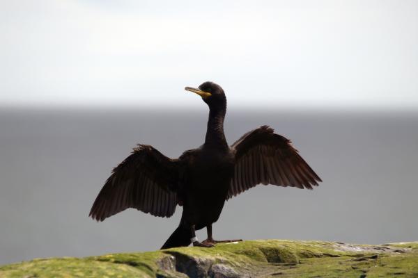 Cormorán moñudo