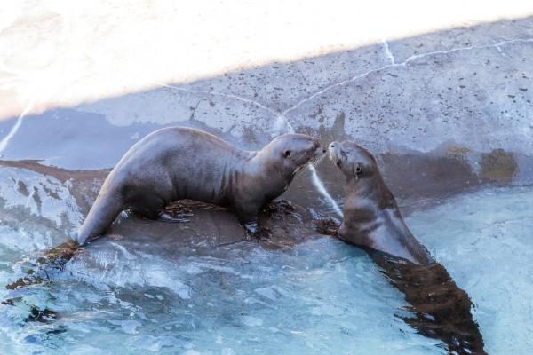 Nutria gigante o Pteronura brasiliensis - ¿Cómo es la reproducción de la nutria gigante?