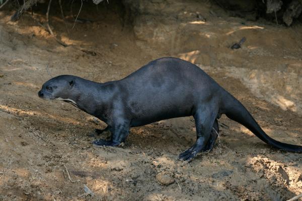 Nutria gigante o Pteronura brasiliensis - ¿Cómo son las amenazas y conservación de la nutria gigante?