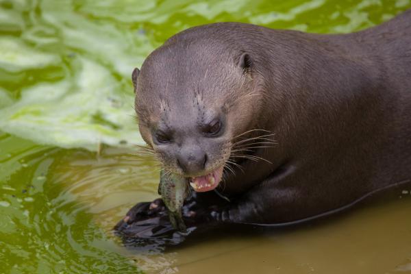 Nutria gigante o Pteronura brasiliensis - ¿Qué come la nutria gigante o Pteronura brasiliensis?