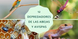 Depredadores de las abejas y avispas