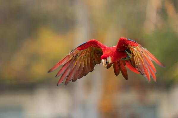 Guacamayo rojo - Características del guacamayo rojo