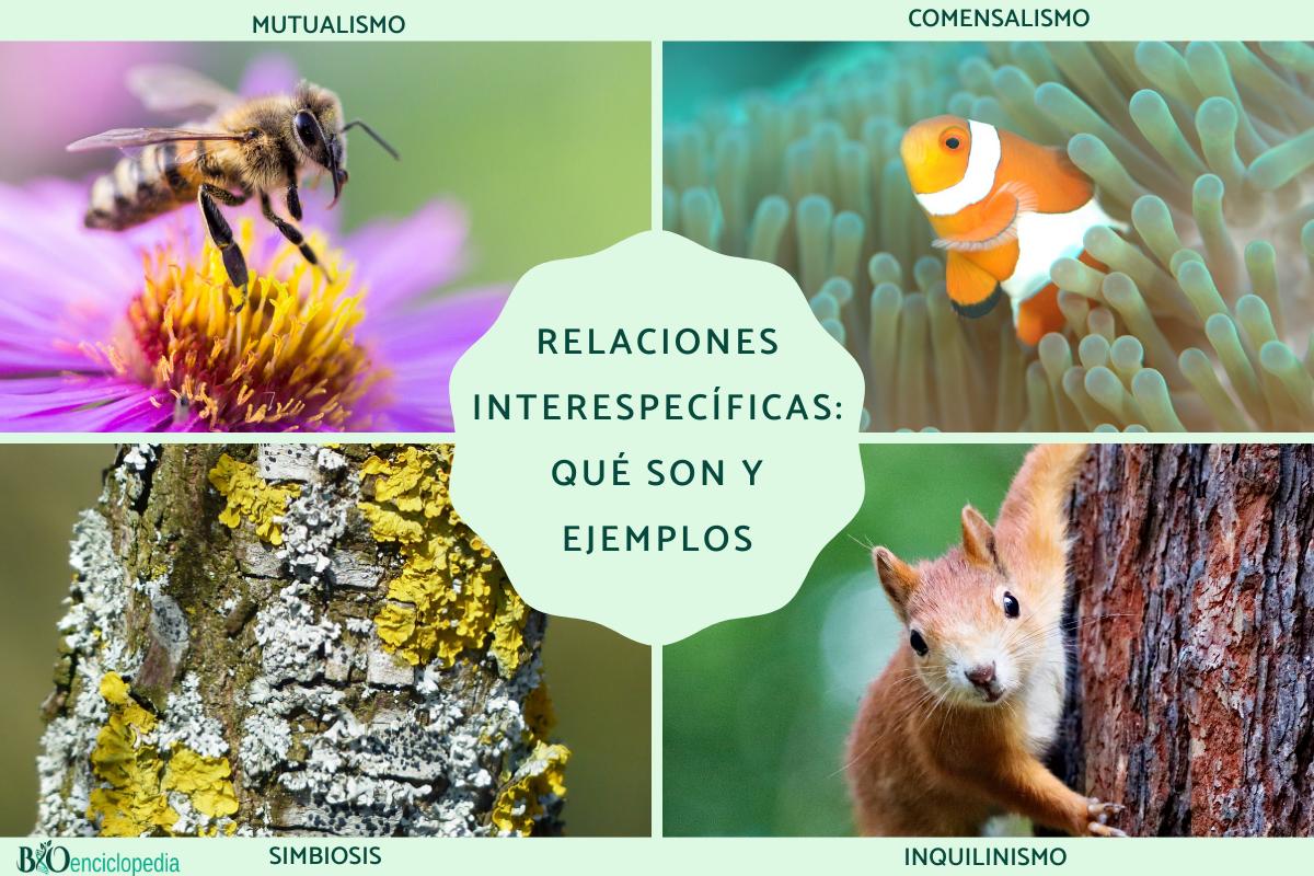 ejemplos de mutualismo de animales