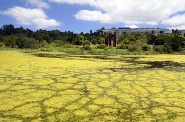 Eutrofización: qué es y cómo se produce - Consecuencias de la eutrofización del agua