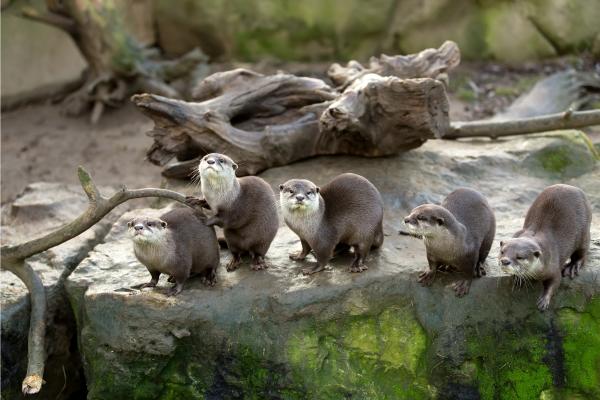 Nutria europea o Lutra lutra - ¿La nutria europea está en peligro de extinción?