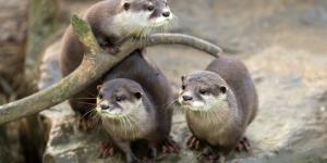 Nutria europea o Lutra lutra