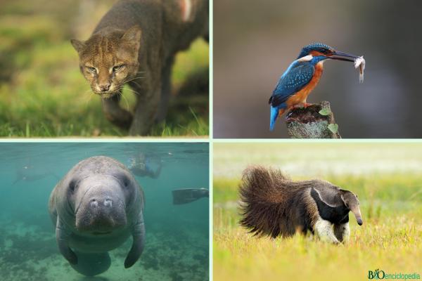 Flora y fauna: qué es y ejemplos - Resumen