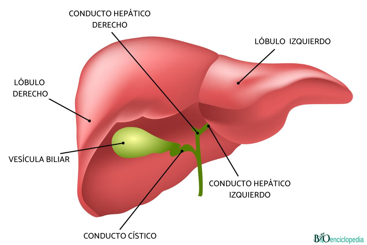 Hígado humano: anatomía y función - Resumen para estudiar