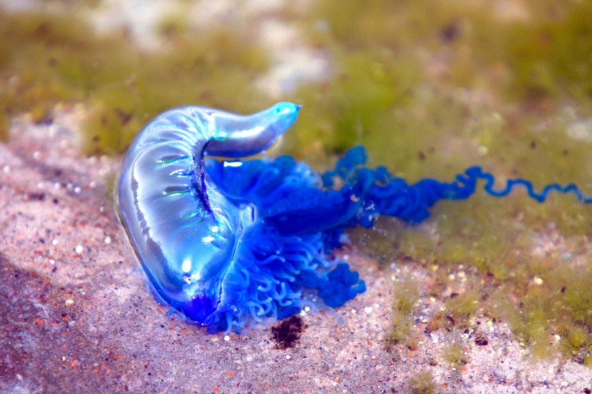 Carabela portuguesa - Características, dónde vive, alimentación y picadura