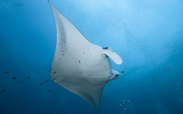 Mantarraya de Arrecife - Características de la mantarraya de arrecife