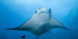 Mantarraya de Arrecife