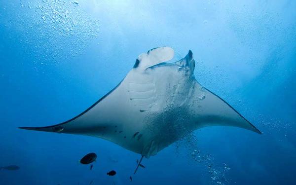 Mantarraya de Arrecife